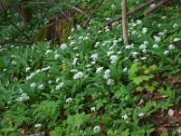 Blütenfeld am schrägen Waldhang